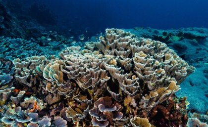An underwater photo of a large coral structure. 